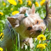 dogs allergies natural supplements