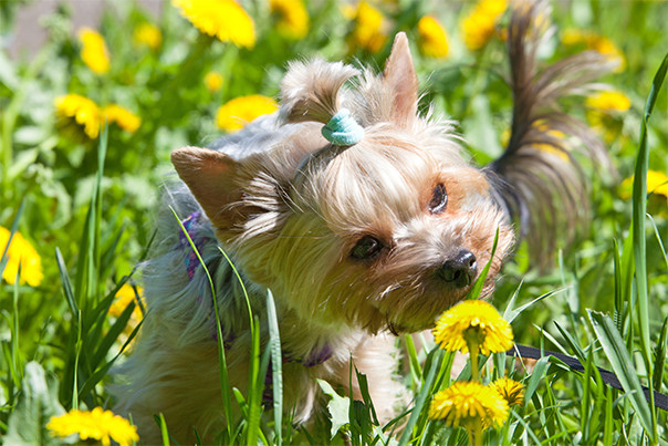 dogs allergies natural supplements